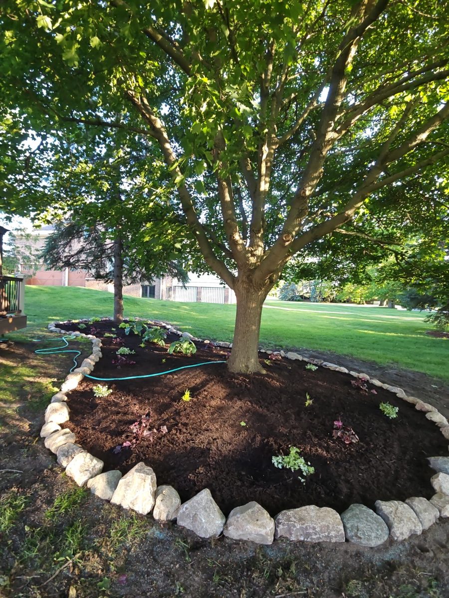 Healthy mature tree with a mulched, stone-edged base maintained by XXX Landscape